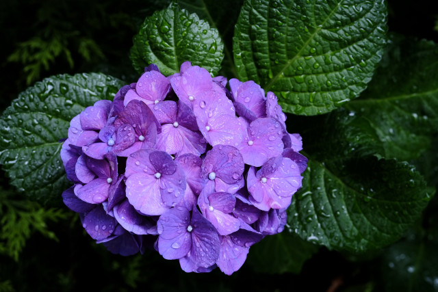 写真 雨の紫陽花 アジサイ 雑記