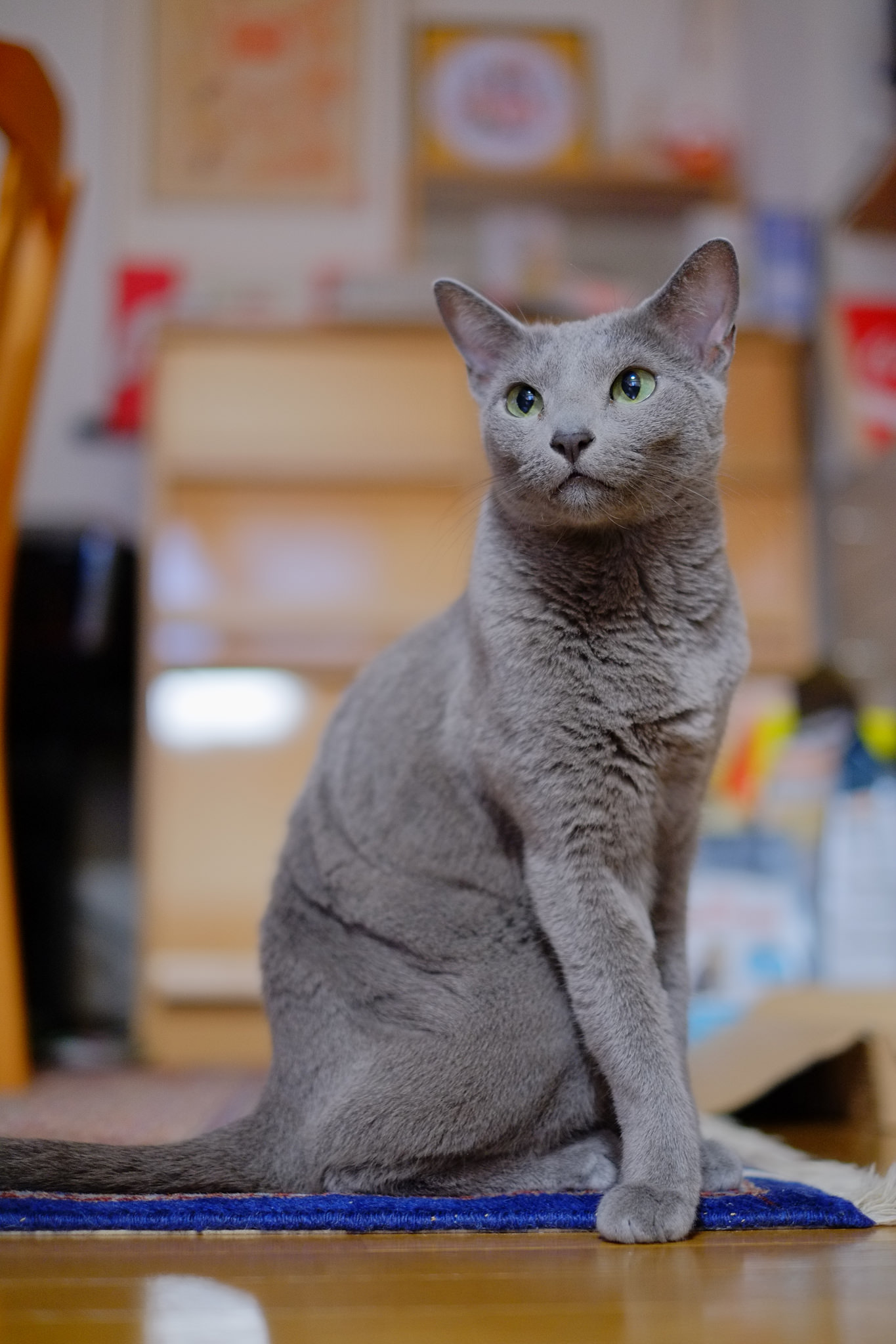 写真 ロシアンブルー 猫 その２ 雑記