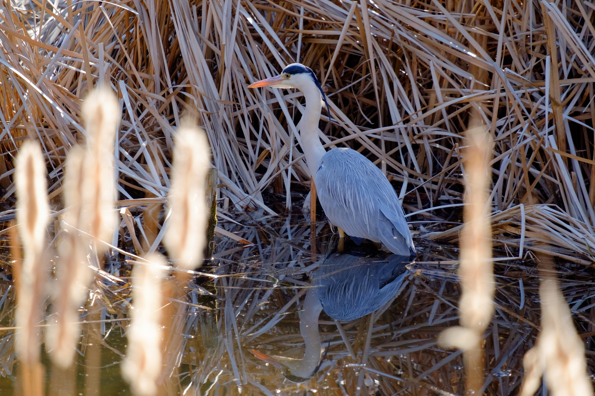 X-T10】石神井公園で野鳥観察・・大鷺（ダイサギ）、蒼鷺