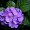 【写真】雨の紫陽花（アジサイ）