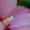 【写真】花をマクロで撮る