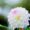 【調布散策】神代植物公園でお花撮影【ダリア】