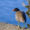 【X-T2】石神井公園で野鳥観察・・鷭、川鵜、白鶺鴒、など